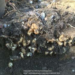 
Date: 2015-03-16
The edible tubers overwinter fine in zone 7, and these were dug a