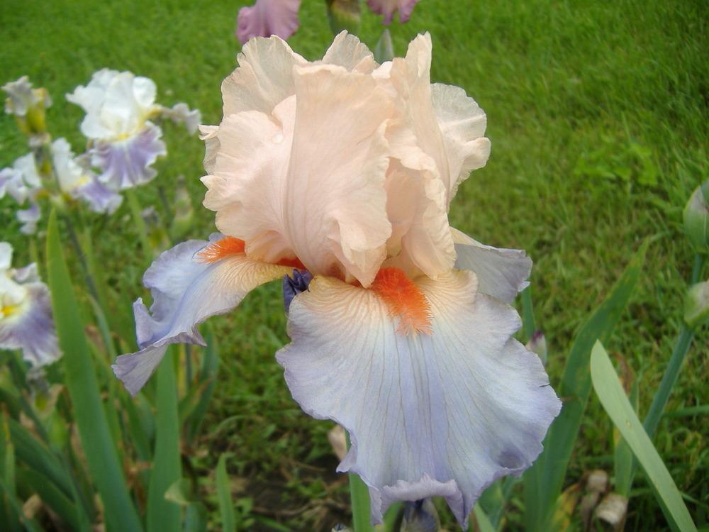 Photo of Tall Bearded Iris (Iris 'French Cancan') uploaded by tveguy3