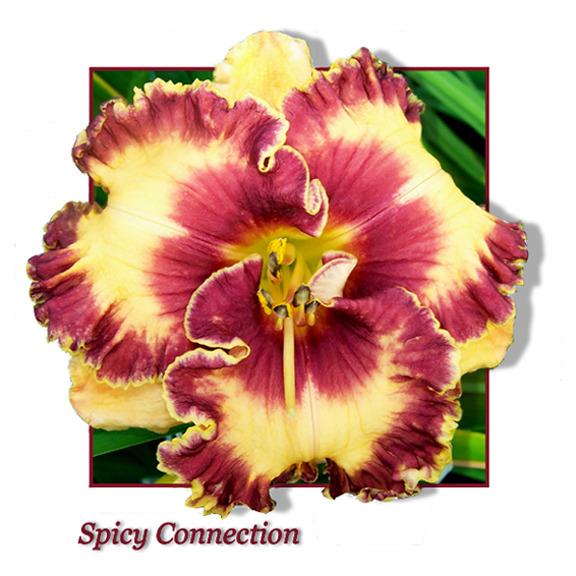 Photo of Daylily (Hemerocallis 'Spicy Connection') uploaded by Calif_Sue