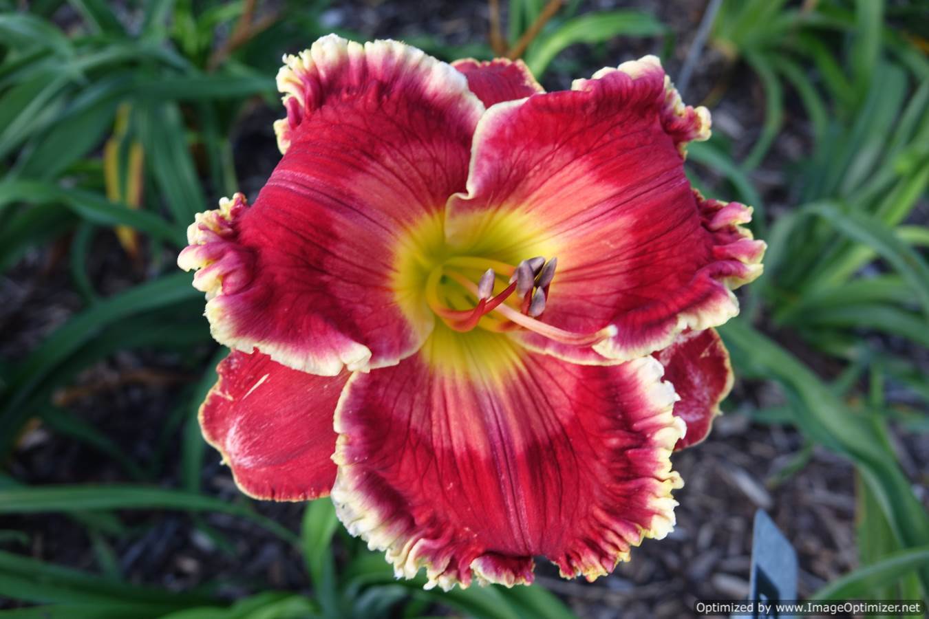 Photo of Daylily (Hemerocallis 'Red Edition') uploaded by Calif_Sue