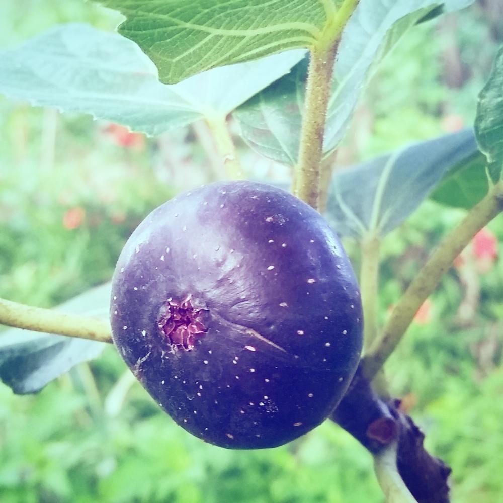 Photo of Common Fig (Ficus carica 'Petite Negra') uploaded by akatarina