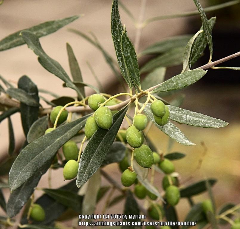 Photo of Olive Tree (Olea europaea) uploaded by bonitin