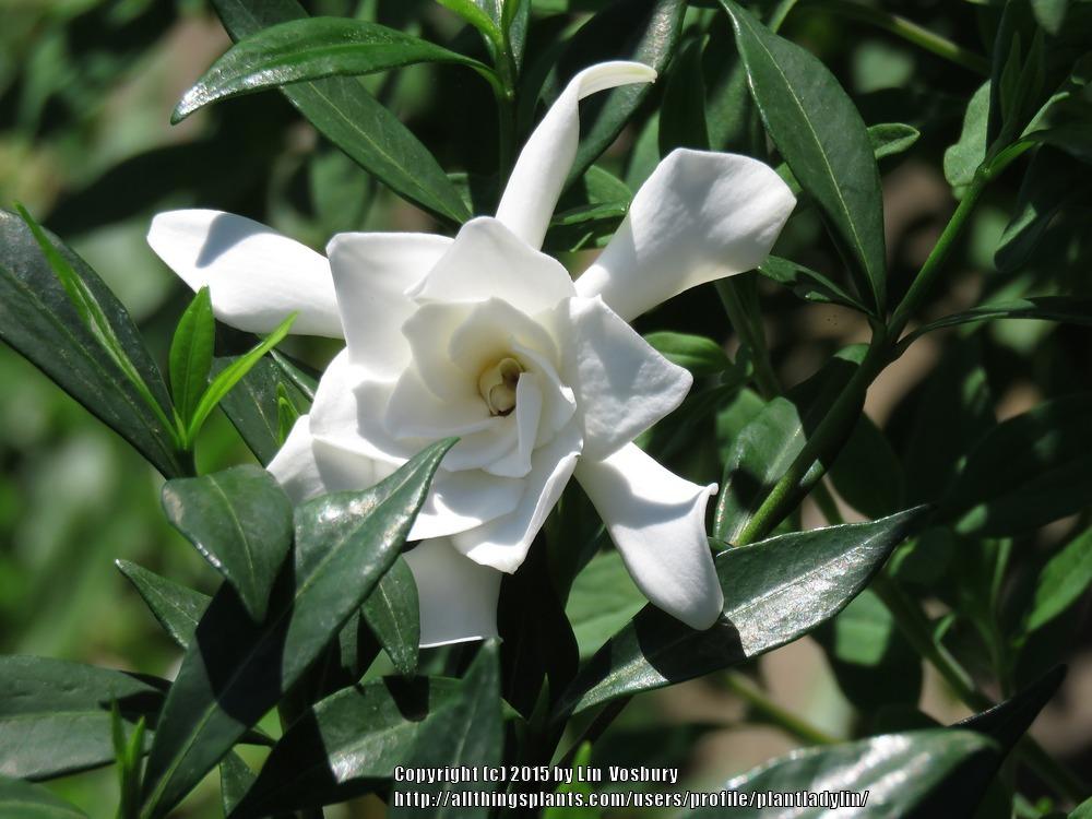 Photo of Gardenia (Gardenia jasminoides 'Frostproof') uploaded by plantladylin