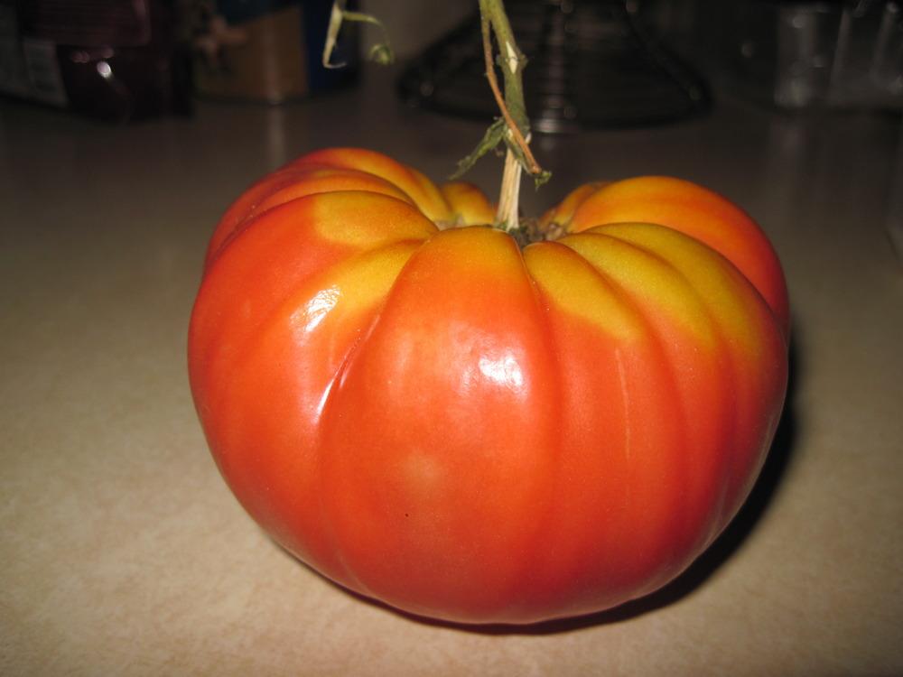 Photo of Tomato (Solanum lycopersicum 'Aunt Ginny's Purple') uploaded by robertduval14