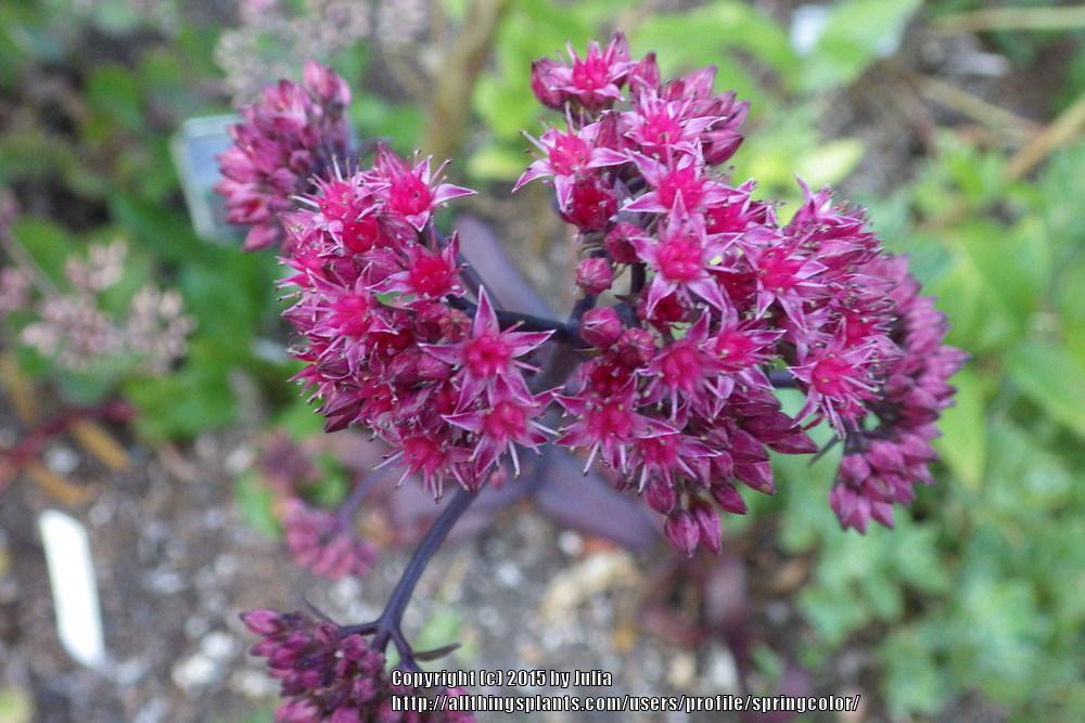 Photo of Stonecrop (Hylotelephium telephium subsp. telephium 'Purple Emperor') uploaded by springcolor