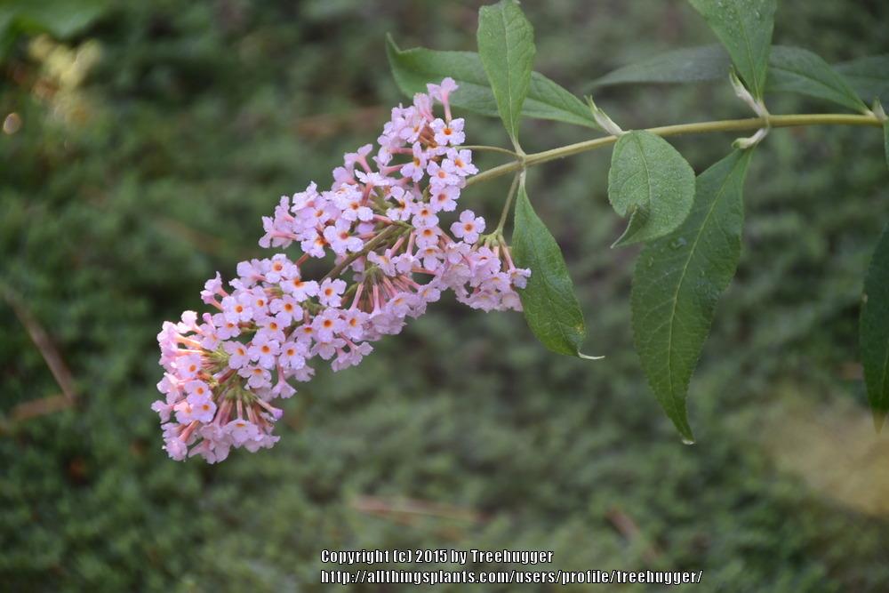 Photo of Butterfly Bush (Buddleja Flutterby Grande™ Peach Cobbler) uploaded by treehugger