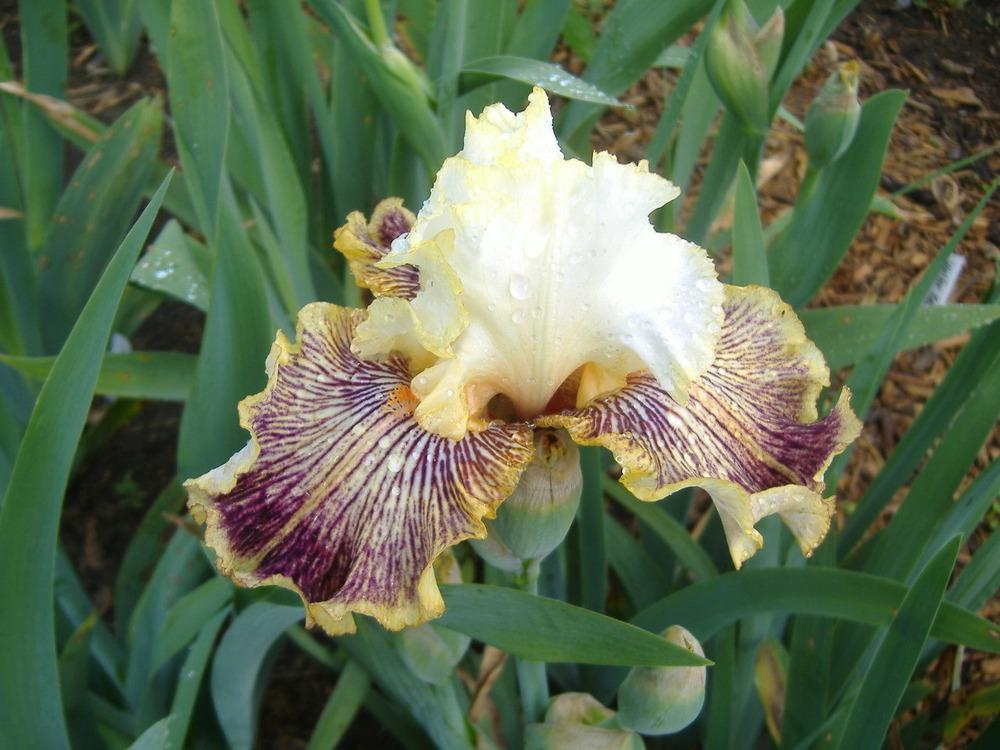 Photo of Tall Bearded Iris (Iris 'Insaniac') uploaded by tveguy3