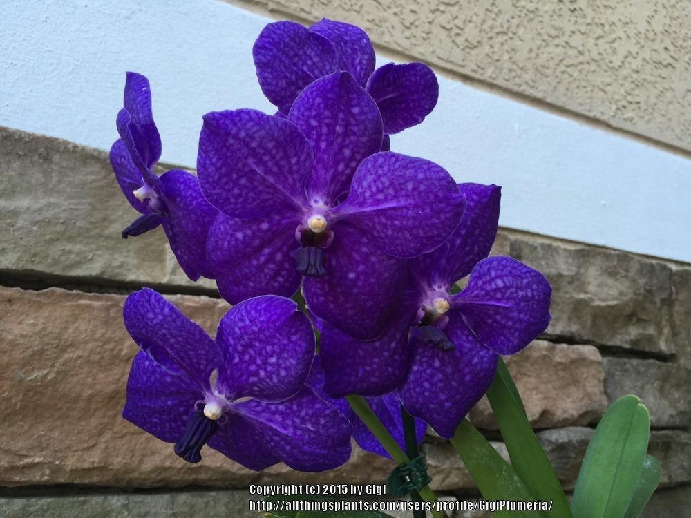 Photo of Orchid (Vanda Pachara Delight) uploaded by GigiPlumeria