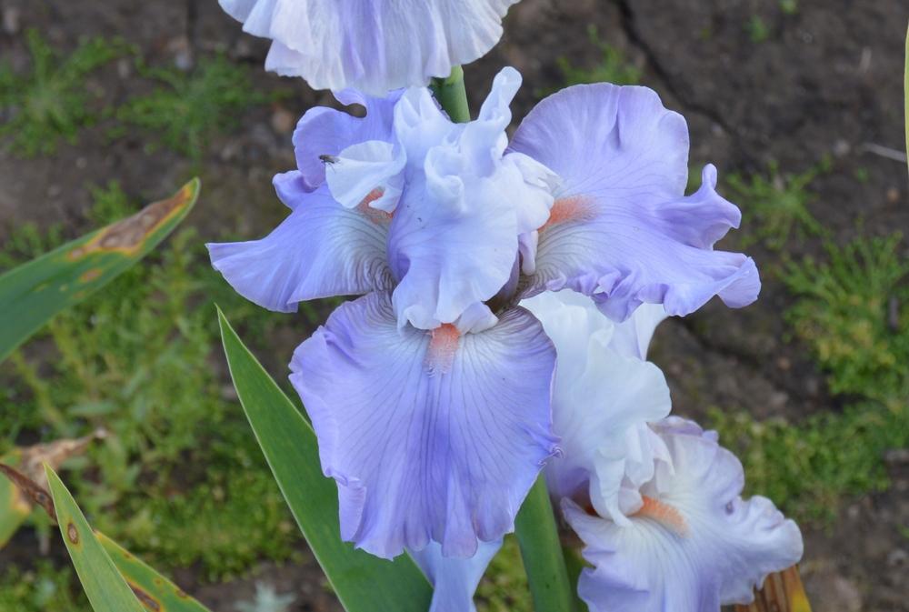 Photo of Tall Bearded Iris (Iris 'Platinum Jubilee') uploaded by KentPfeiffer