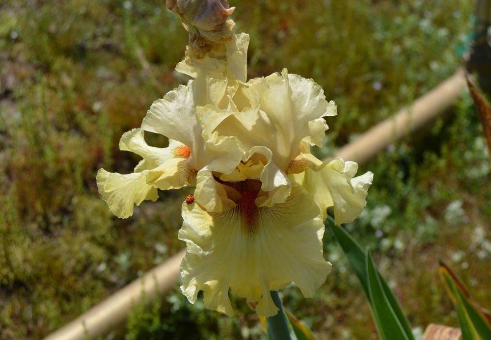 Photo of Tall Bearded Iris (Iris 'Passionately Yours') uploaded by KentPfeiffer
