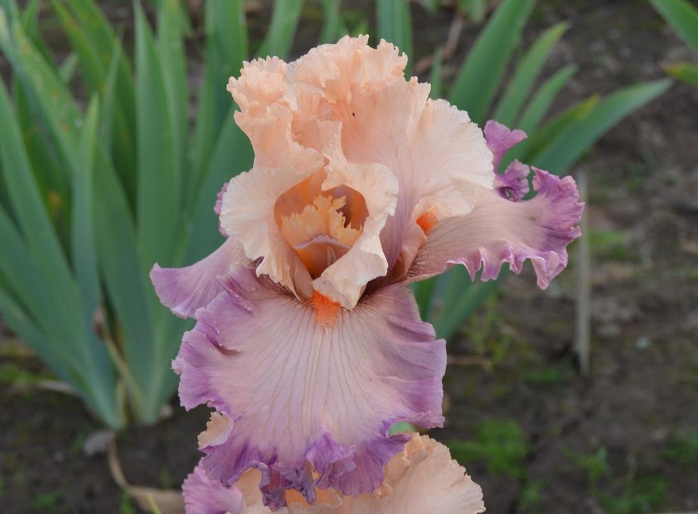 Photo of Tall Bearded Iris (Iris 'Poster Girl') uploaded by KentPfeiffer