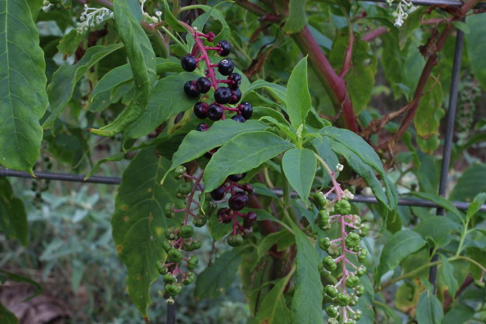Photo of Pokeweed (Phytolacca americana) uploaded by dave