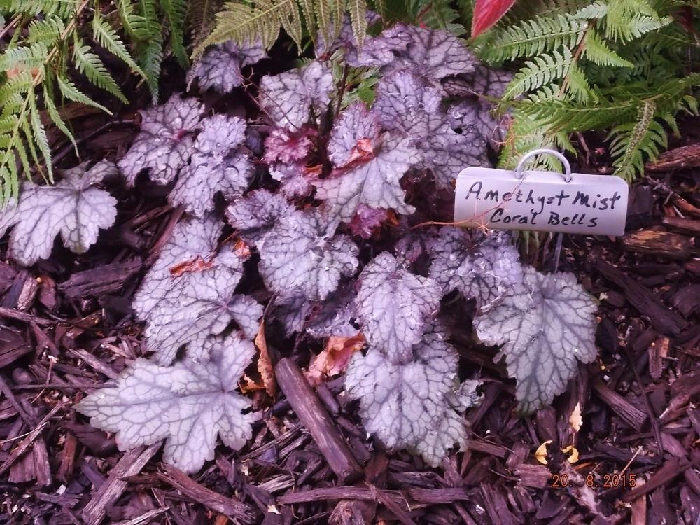 Photo of Coral Bells (Heuchera 'Amethyst Myst') uploaded by linjarvis