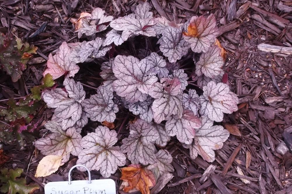 Photo of Coral Bells (Heuchera 'Sugar Plum') uploaded by linjarvis