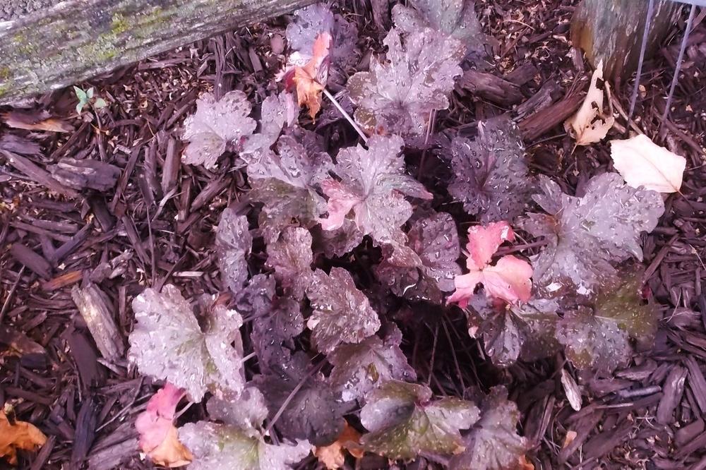 Photo of Coral Bells (Heuchera 'Midnight Rose') uploaded by linjarvis
