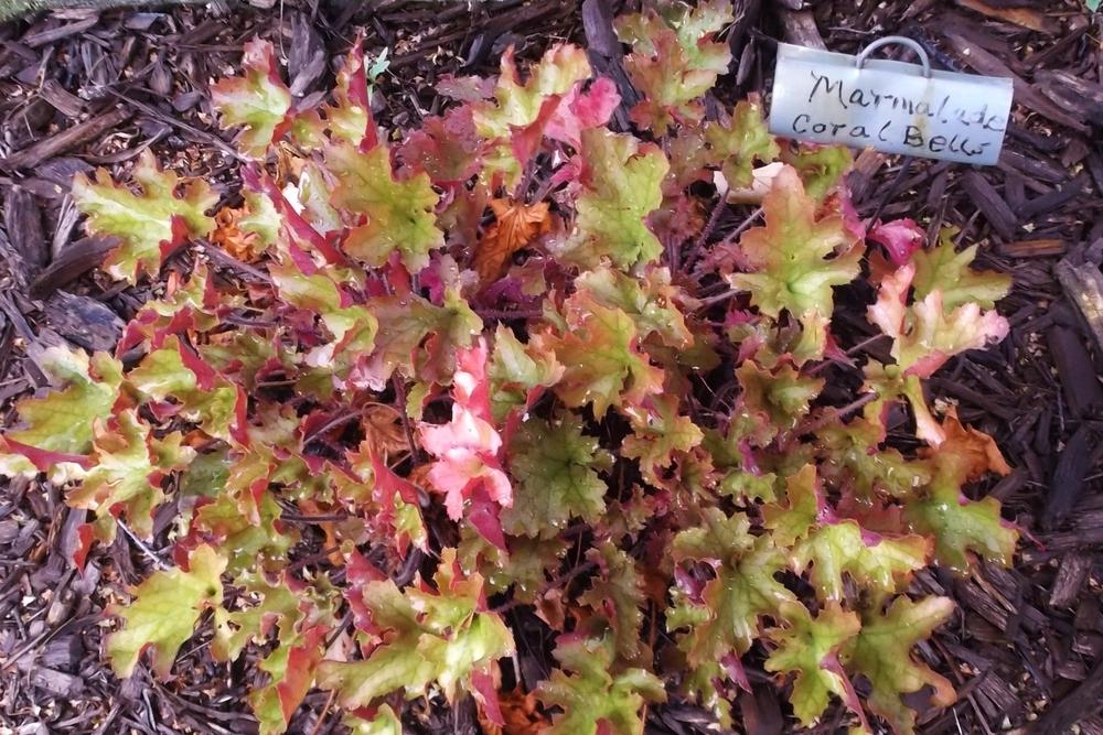 Photo of Coral Bells (Heuchera 'Marmalade') uploaded by linjarvis