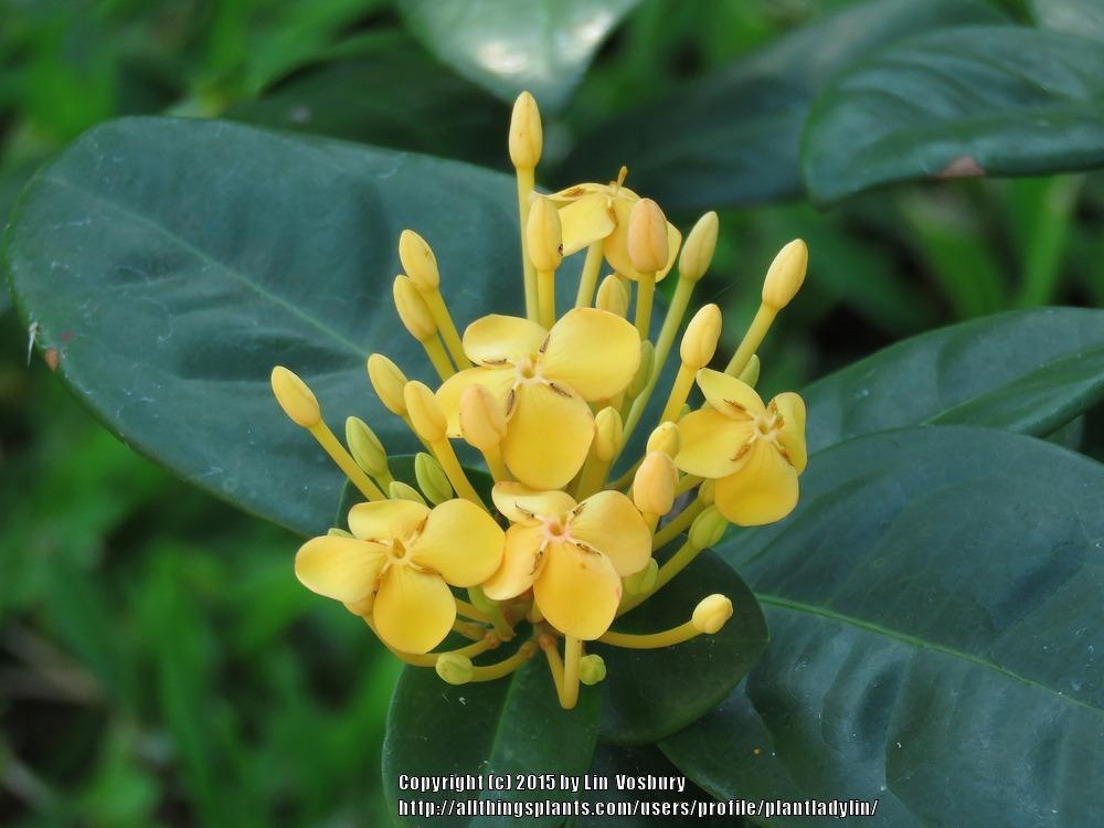 Photo of Flame of the Woods (Ixora coccinea 'Maui Yellow') uploaded by plantladylin