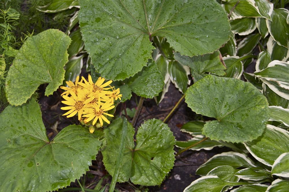 Photo of Ligularia (Ligularia dentata 'Britt Marie Crawford') uploaded by Fleur569