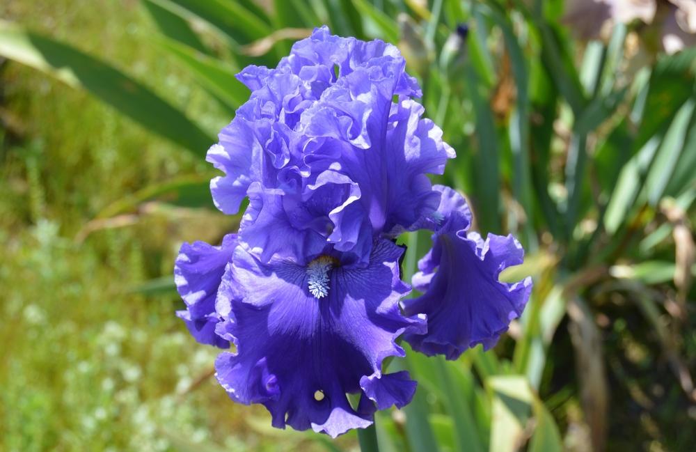 Photo of Tall Bearded Iris (Iris 'Ride the Waves') uploaded by KentPfeiffer