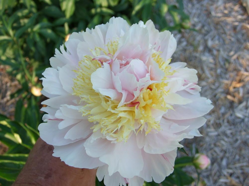 Photo of Peony (Paeonia 'Lavon') uploaded by Oldgardenrose