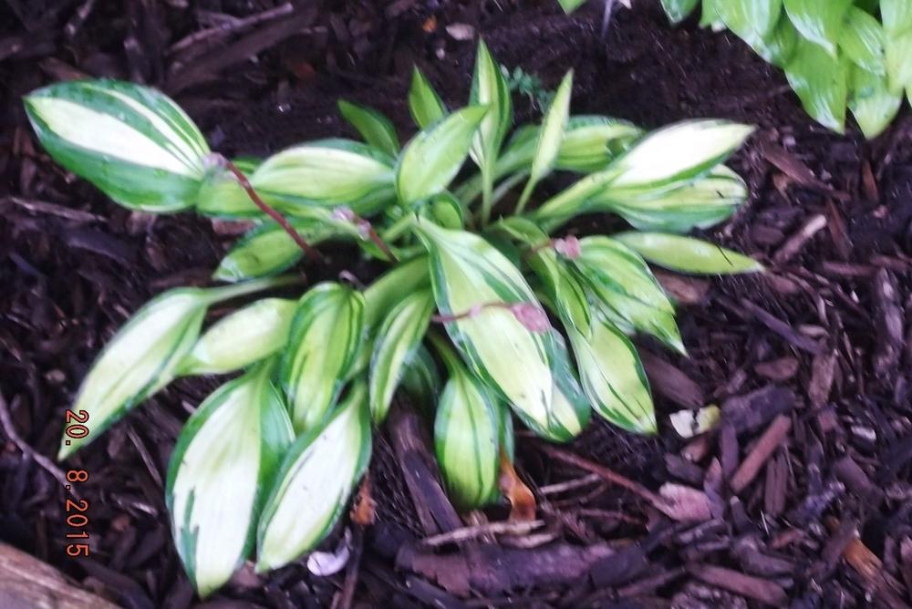 Photo of Hosta 'Rainbow's End' uploaded by linjarvis