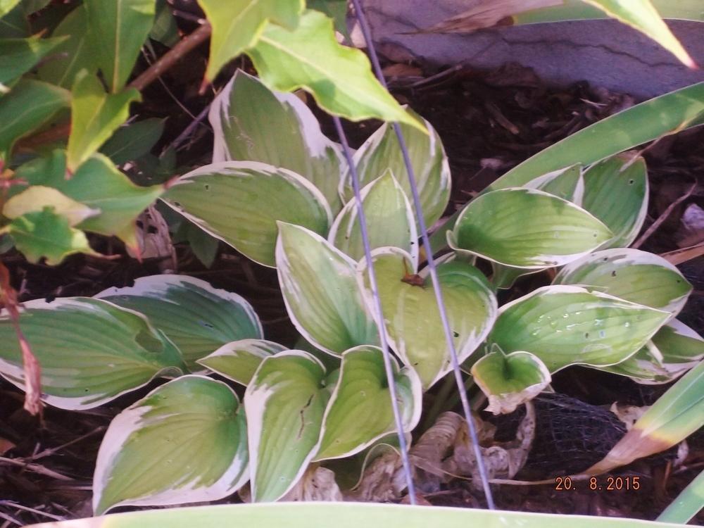 Photo of Hosta 'Twilight' uploaded by linjarvis