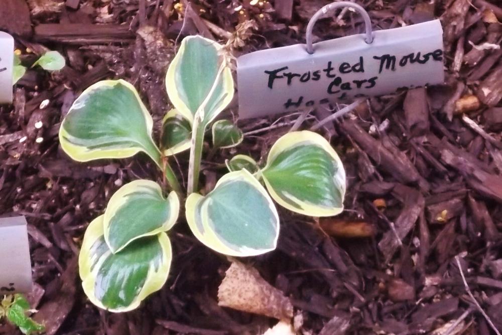 Photo of Hosta 'Frosted Mouse Ears' uploaded by linjarvis