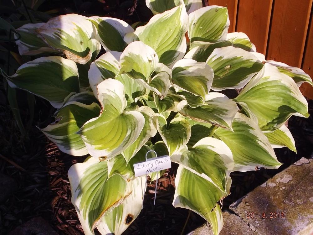 Photo of Hosta 'Ivory Coast' uploaded by linjarvis