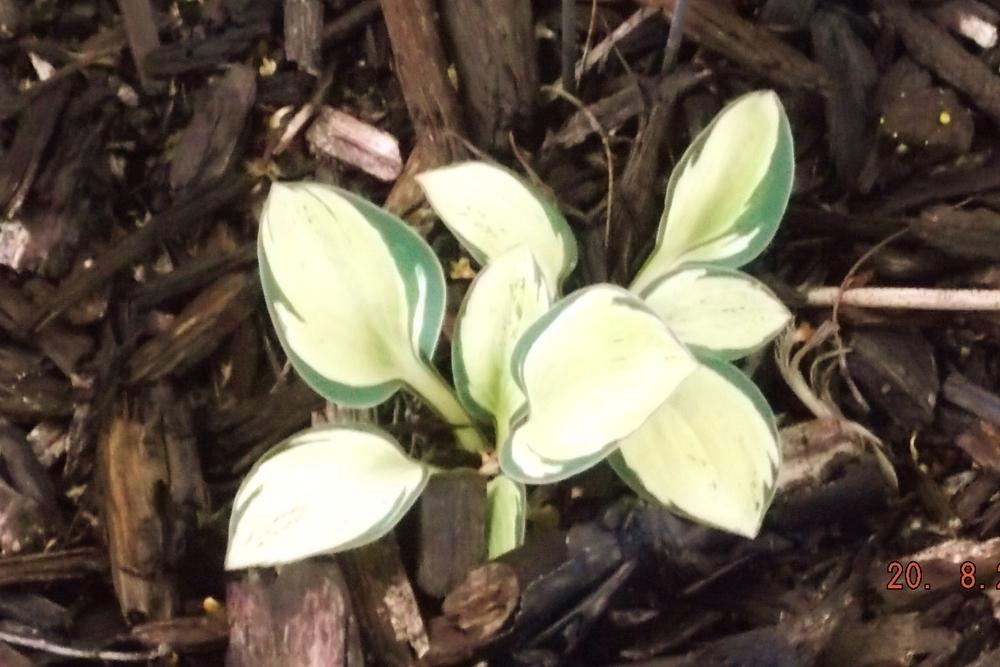 Photo of Hosta 'Holy Mouse Ears' uploaded by linjarvis