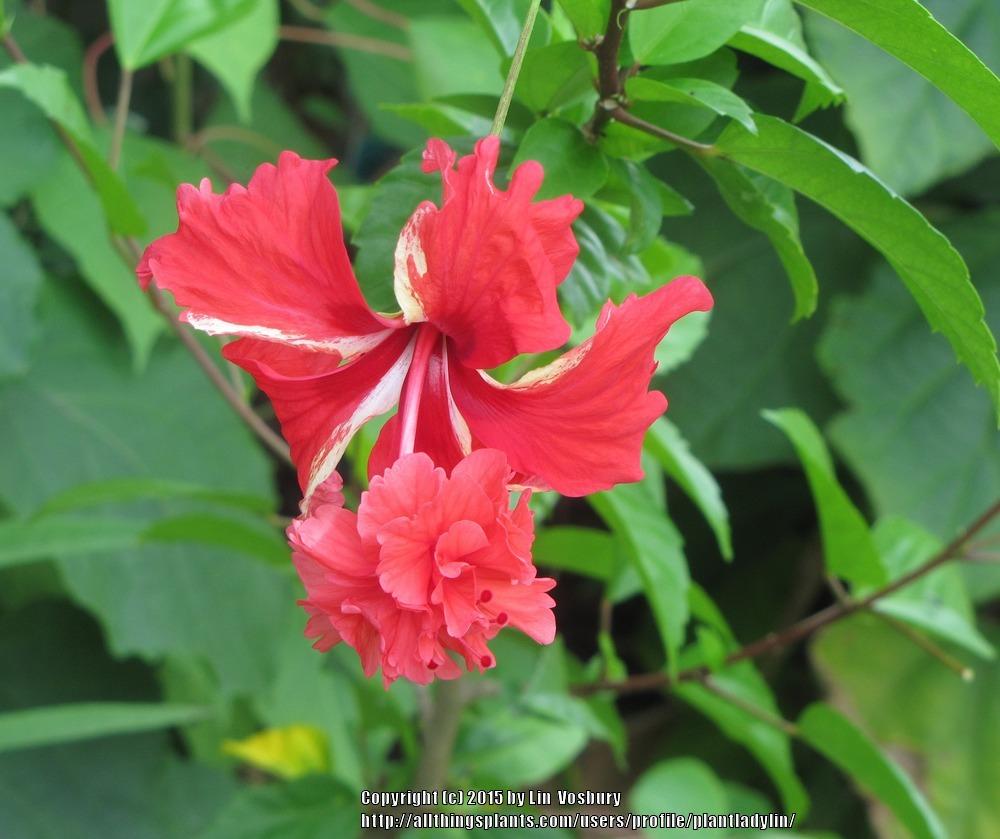Photo of Tropical Hibiscus (Hibiscus rosa-sinensis 'El Capitolio Bloody Mary') uploaded by plantladylin