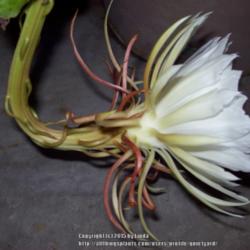 Location: Tucson, Arizona
Date: August 22, 2015
Side view of the now fully open Night Blooming Cereus