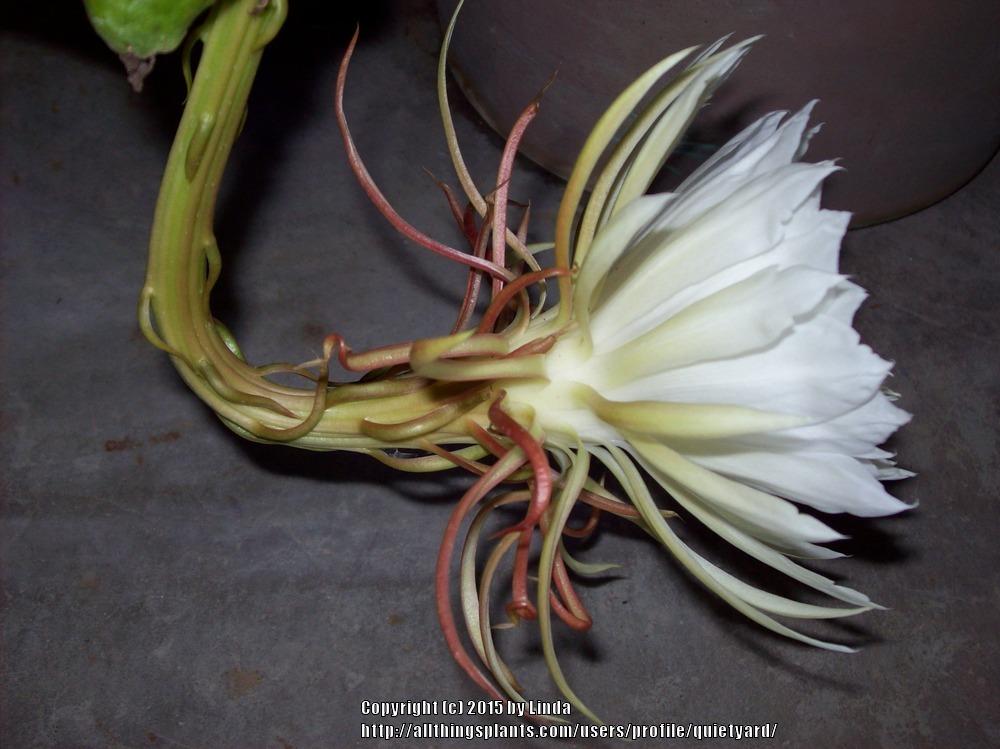 Photo of Queen of the Night (Epiphyllum oxypetalum) uploaded by quietyard