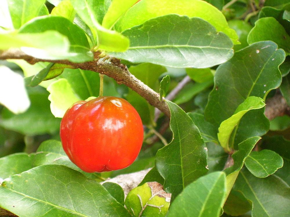 Photo of Barbados Cherry (Malpighia glabra) uploaded by robertduval14