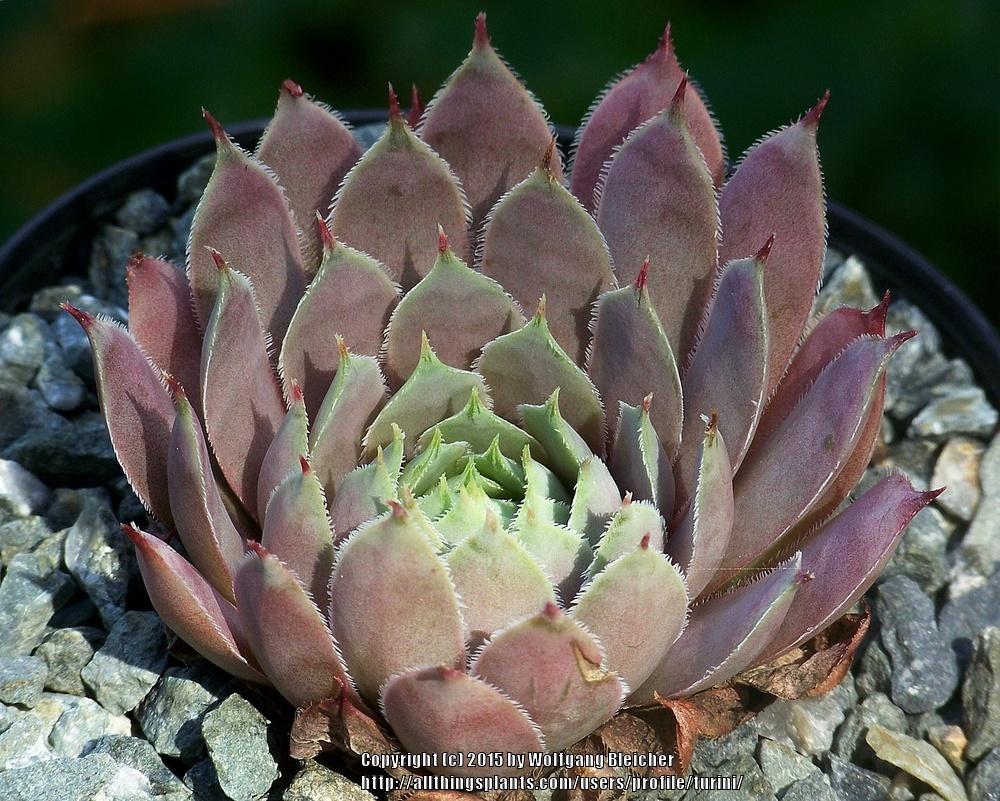 Photo of Hen and Chicks (Sempervivum 'Virgil') uploaded by turini