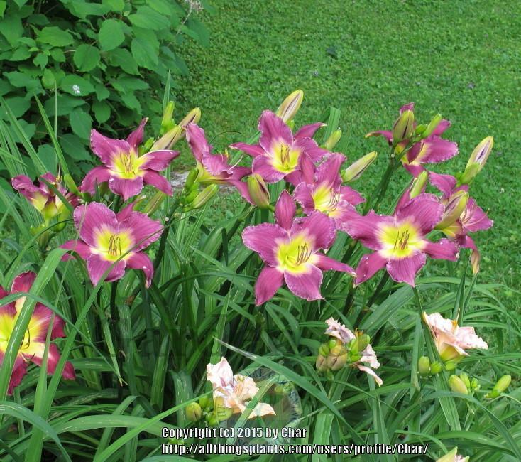 Photo of Daylily (Hemerocallis 'Astral Voyager') uploaded by Char