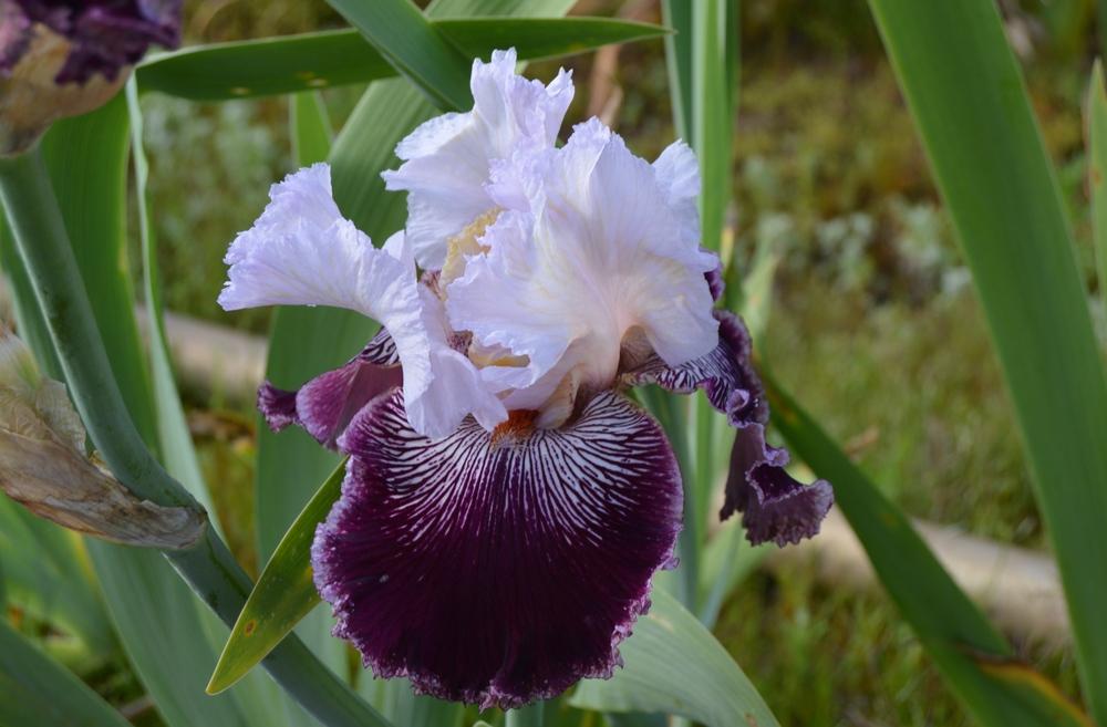 Photo of Tall Bearded Iris (Iris 'Samba Queen') uploaded by KentPfeiffer