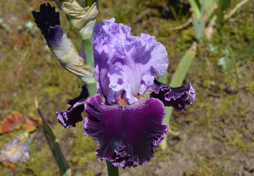 Photo of Tall Bearded Iris (Iris 'Royal Mystique') uploaded by KentPfeiffer