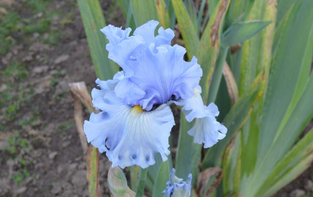 Photo of Tall Bearded Iris (Iris 'Sea for Miles') uploaded by KentPfeiffer