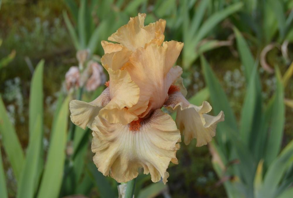 Photo of Tall Bearded Iris (Iris 'Rubenesque') uploaded by KentPfeiffer