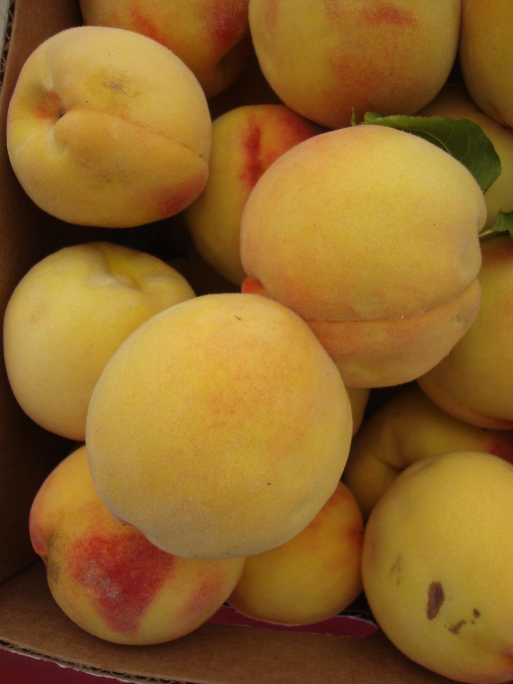 Photo of Peach (Prunus persica 'Early Elberta') uploaded by Paul2032
