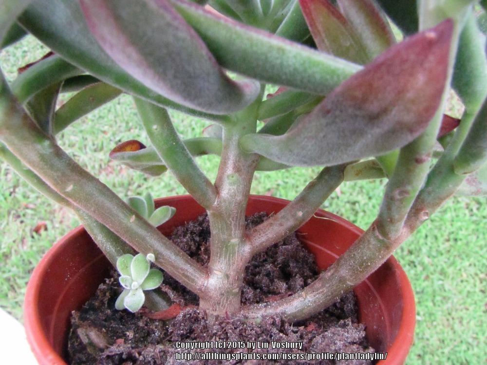 Photo of Echeveria (Echeveria pulvinata 'Red Velvet') uploaded by plantladylin