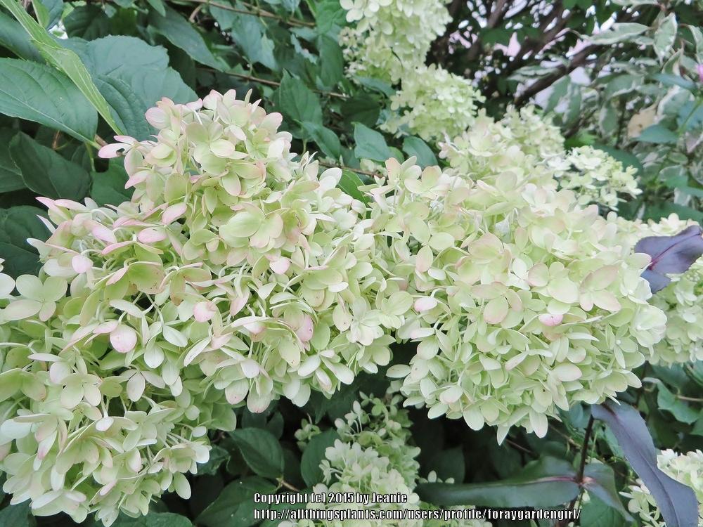 Photo of Panicle Hydrangea (Hydrangea paniculata Little Lime®) uploaded by foraygardengirl