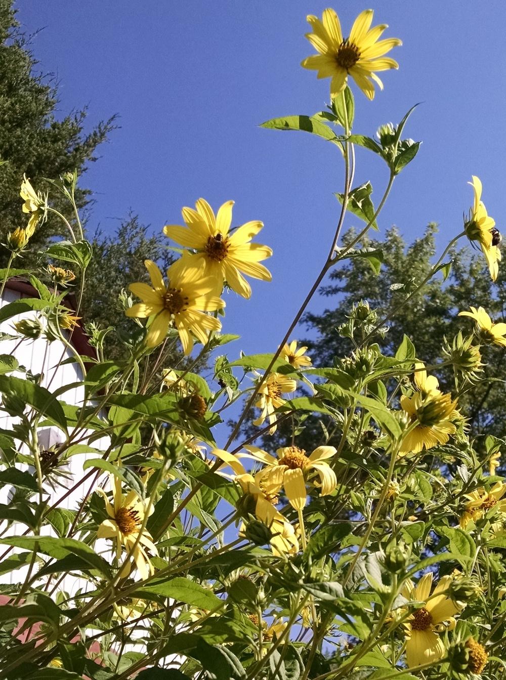 Photo of Small Wood Sunflower (Helianthus microcephalus 'Lemon Queen') uploaded by Catmint20906