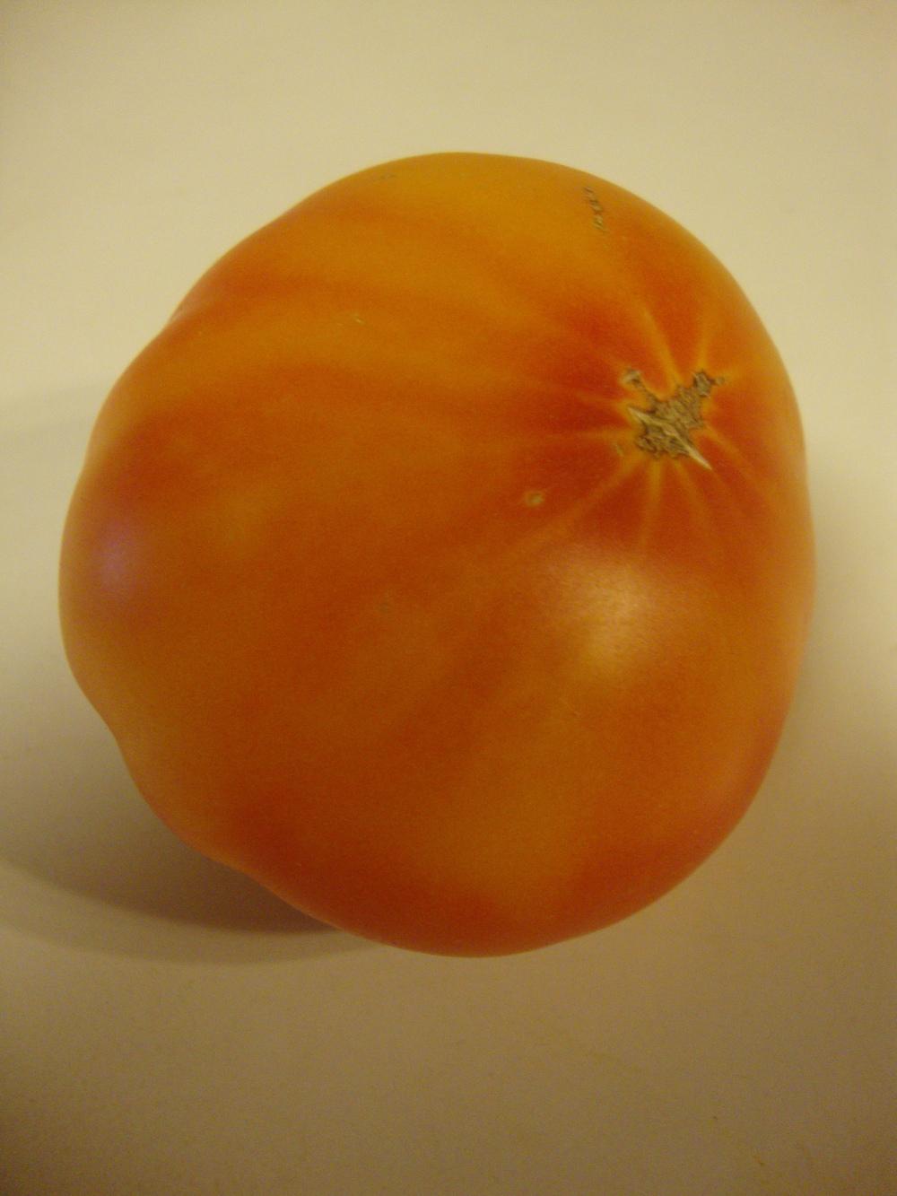 Photo of Tomato (Solanum lycopersicum 'Pineapple') uploaded by Paul2032