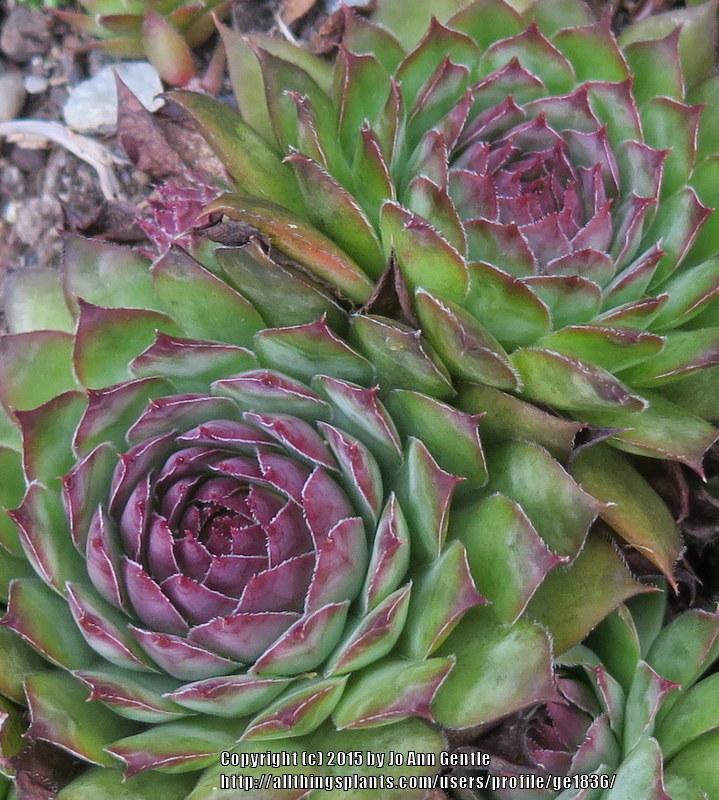Photo of Hen and Chicks (Sempervivum 'Rubin') uploaded by ge1836
