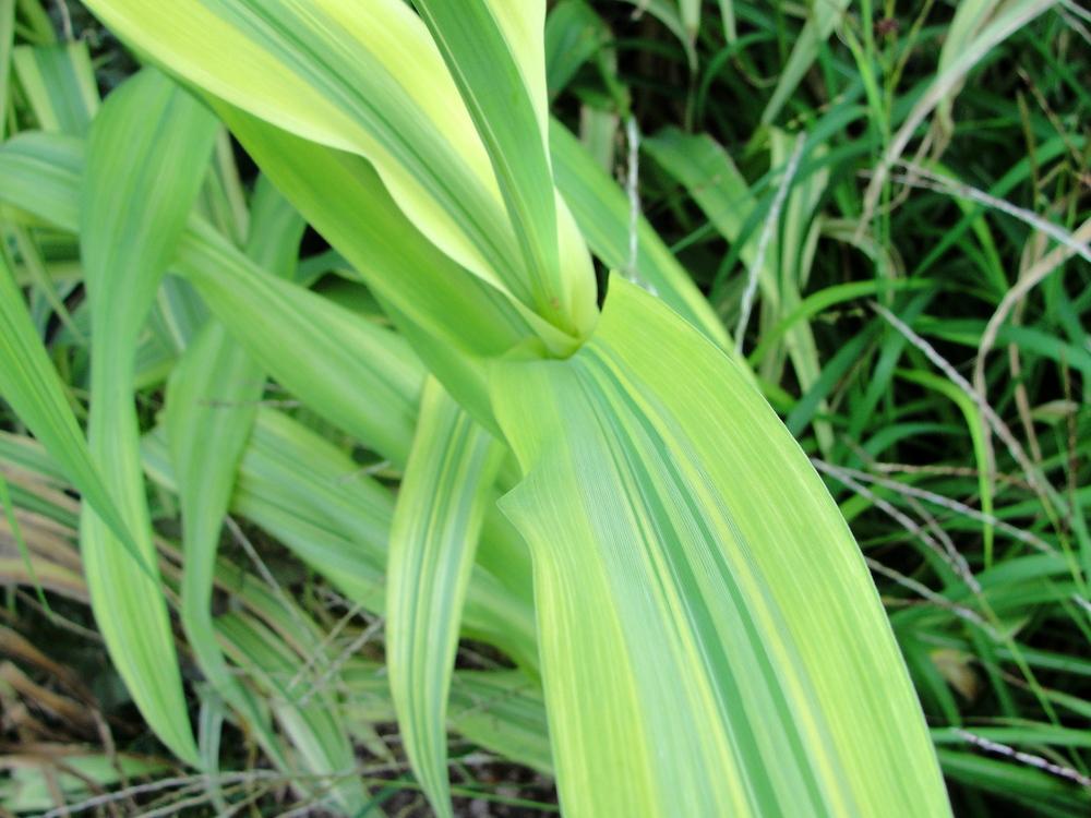 Photo of Variegated Lucky Bamboo (Dracaena sanderiana 'Borinquensis') uploaded by keithp2012
