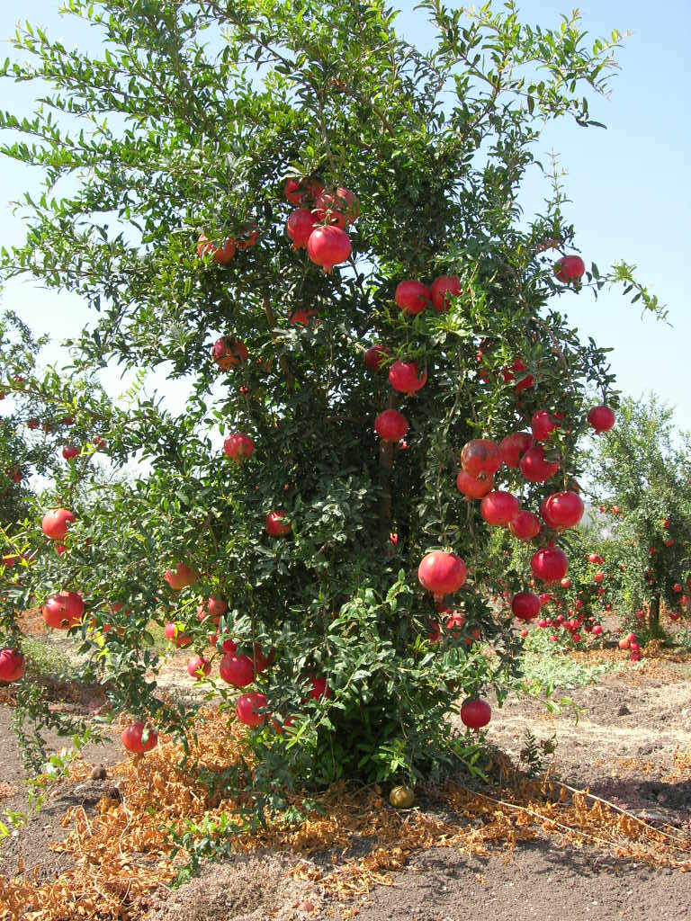 Photo of Pomegranates (Punica granatum) uploaded by robertduval14
