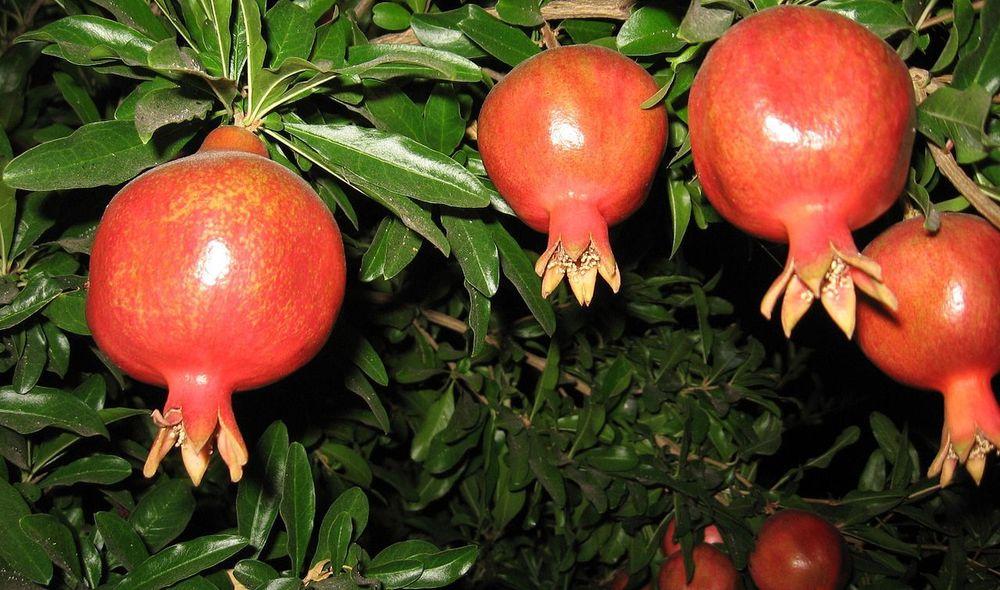 Photo of Pomegranates (Punica granatum) uploaded by robertduval14