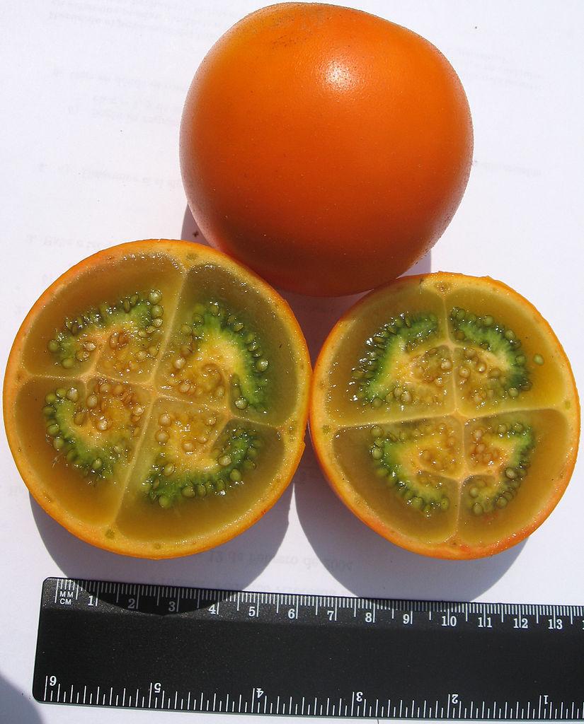 Photo of Naranjilla (Solanum quitoense) uploaded by robertduval14