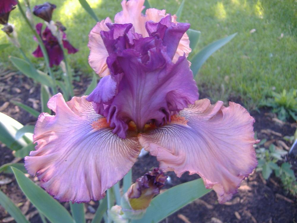 Photo of Tall Bearded Iris (Iris 'Finishing School') uploaded by tveguy3